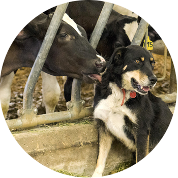 Farm Cows and Dog