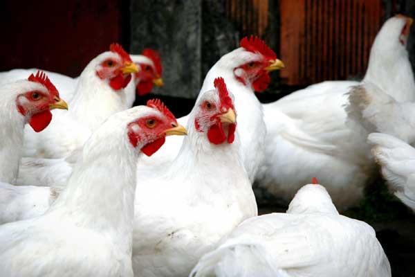 Chicken Poultry Farm